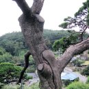 솔방솔방 이미지