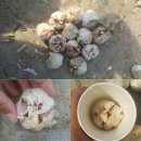 2020년 화송농장 마지막 50접 저장용 햇 밭마늘 판매!!