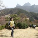 송광사&벚꽃길 이미지