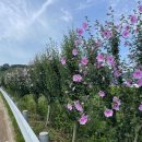 무궁화100리길 이미지