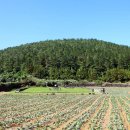 耽羅地圖幷序(탐라지도병서) | [제주도 마을탐방] 척박한 땅을 일궈 아름다운마을로 탈바꿈한 중산간 마을 한경면 저지리