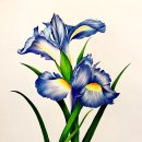 보타니컬아트 (중급) 이미지