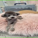 댕댕이 이쁘개 이미지