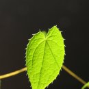 삼지목장 Daum카페