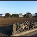 온평리-12 이미지