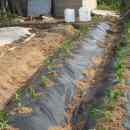 성덕농장 이미지