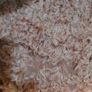 홍기네 토굴새우젓 이미지