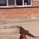 최진사댁셋째닭 이미지