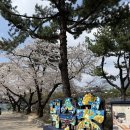 수양목장 | (서울) 올해 벚꽃은 여기! 덕수궁 다녀온 솔직 후기 + 리에제와플