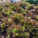 추경농장 이미지