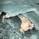 하이바이 강아지분양 고양이분양 수원점 이미지