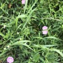 별다리 캠핑 이미지