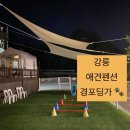 경포딩가펜션 | [강릉 애견동반 숙소] 애견펜션 &#39;경포딩가&#39; 강아지 놀이터 있음 🐾