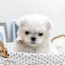 날데려가개 이미지