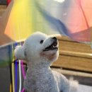 살랑살랑 펫미용 이미지