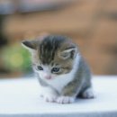 고양이집사 이미지