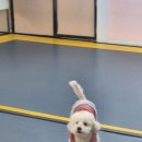 mm애견공방 | MM애견공방 잠실애견호텔 이용 후기 초롱이 맡기고 온 날