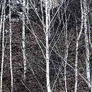 白 白 한 그리움 - 강원도 인제 수산리 "자작나무 숲" 에서 .. 이미지