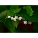 들꽃풍경 이미지