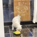 엘로이펫(L.ROYpet) 이미지