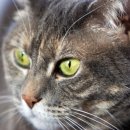 사바나동물병원 이미지