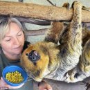 나무늘보 이미지