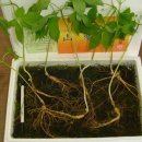 세포농장 이미지