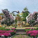 유성 국화축제 이미지