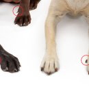 백석동물병원 이미지