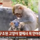 우물에 빠진 새끼 고양이 구하려는 원숭이 이미지