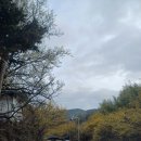 평촌교 | [꽃여정2] 구례산수유축제 3월 12일 방문 후기