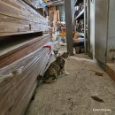 초보목공수업 이미지