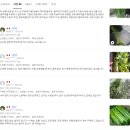 셀러리 | 친환경 국내산 무농약 샐러리 셀러리 녹즙채소 산지직송 인생템 등극? 후기들 꼼꼼 분석