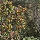 ▣ 문경:- 용추폭포~월영대~대야산~피아골~용추골~둔덕산 이미지