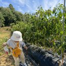 도라산농장 이미지