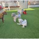 소소하개 | 여수애견놀이방 강아지와 가족 같은 하루, 호텔 소소하개 후기