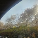 벤치호프 | 의정부 벚꽃명소 중랑천 노상 치킨 봄나들이 다조아호프 웨이팅 후기 (26.04.02)