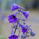 큰제비고깔(Delphinium maackianum) 이미지