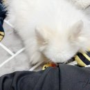 쿨펫동물병원(탄방점) 이미지