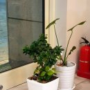 카페일일육 이미지