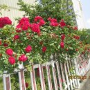 넝쿨장미집 이미지