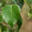 자작나무 품종별 잎모양 (잭큐몬티품종 구별 방법) 이미지