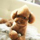 협성동물병원 이미지