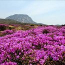 한라산 선작지왓 이미지