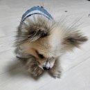 꽁꽁냠냠 네이버블로그