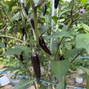 용궁가든 | 당진 백숙 맛집, 초복에는 청삼씨가 들어가 들어가는 닭백숙으로 ! 용궁가든 후기