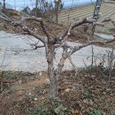 번지농장1번 이미지