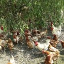 좋은농장 이미지