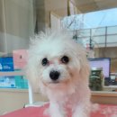 름자펫살롱 이미지