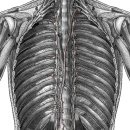 thoracic duct(가슴림프관) 이미지